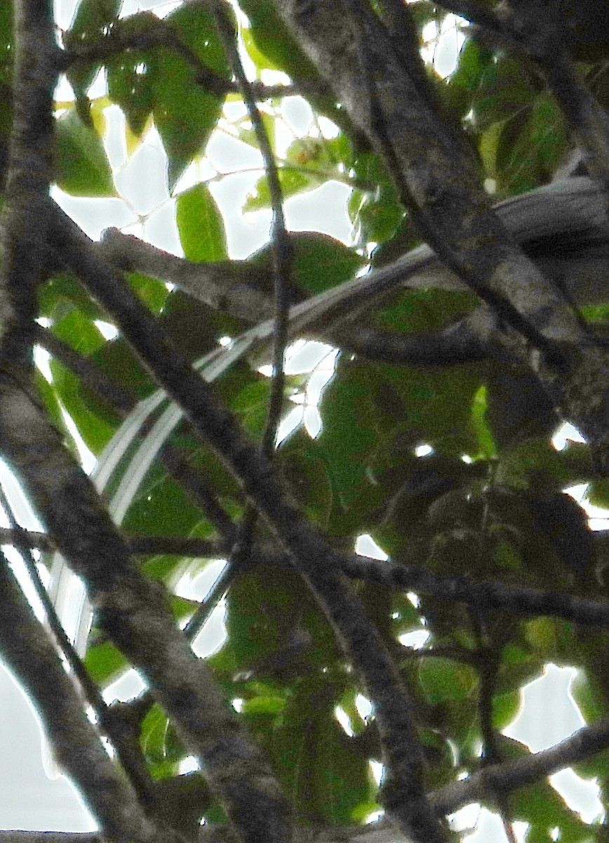 Индокитайская райская мухоловка (floris/sumbaensis) - ML617286189