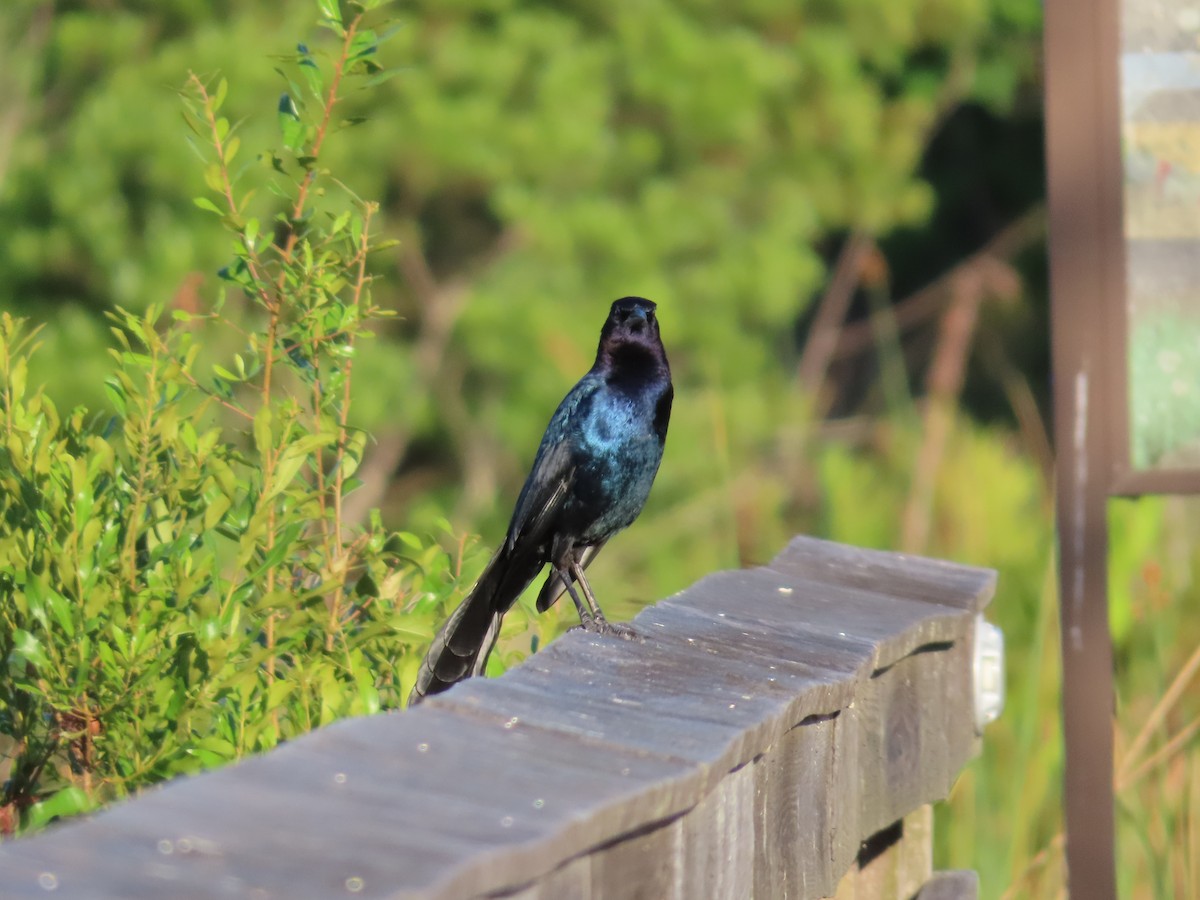 Boat-tailed Grackle - ML617286202