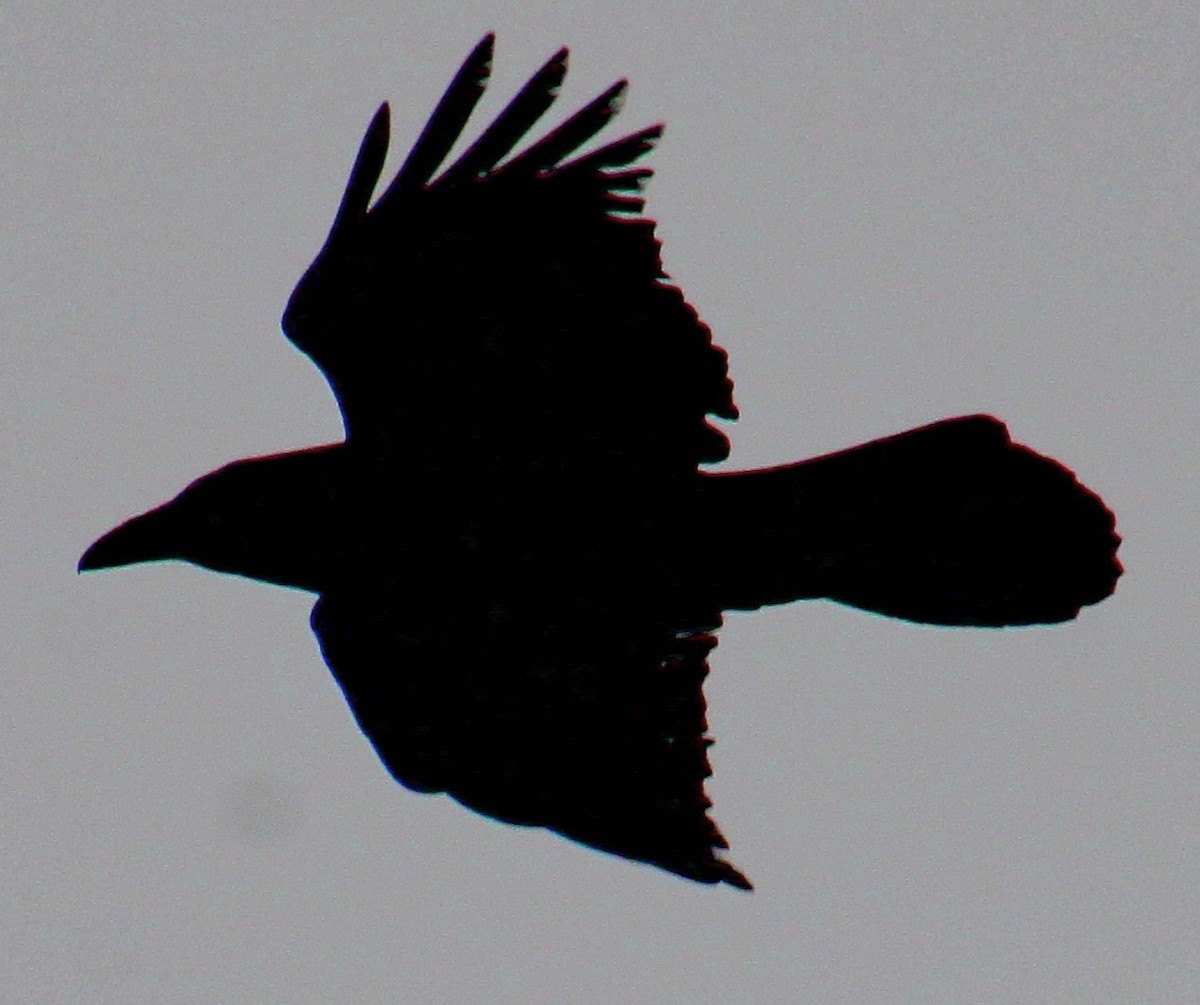 Common Raven - ML617286206