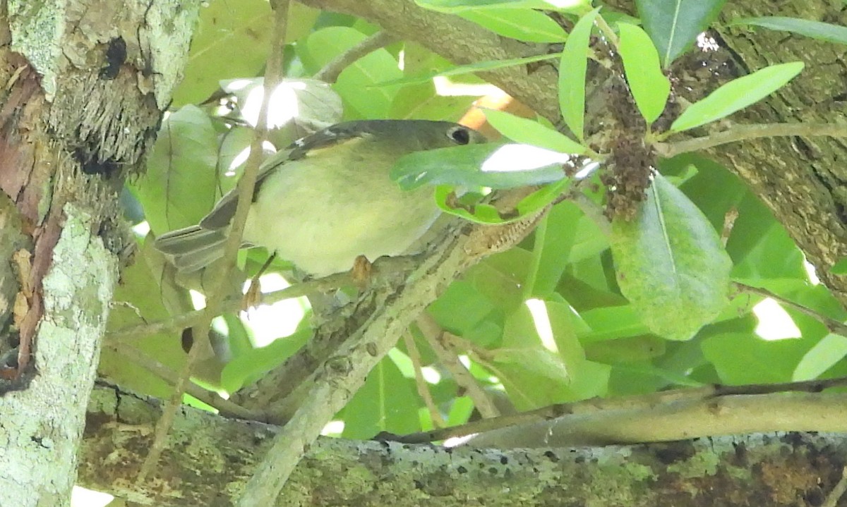 Ruby-crowned Kinglet - Annette Daughdrill