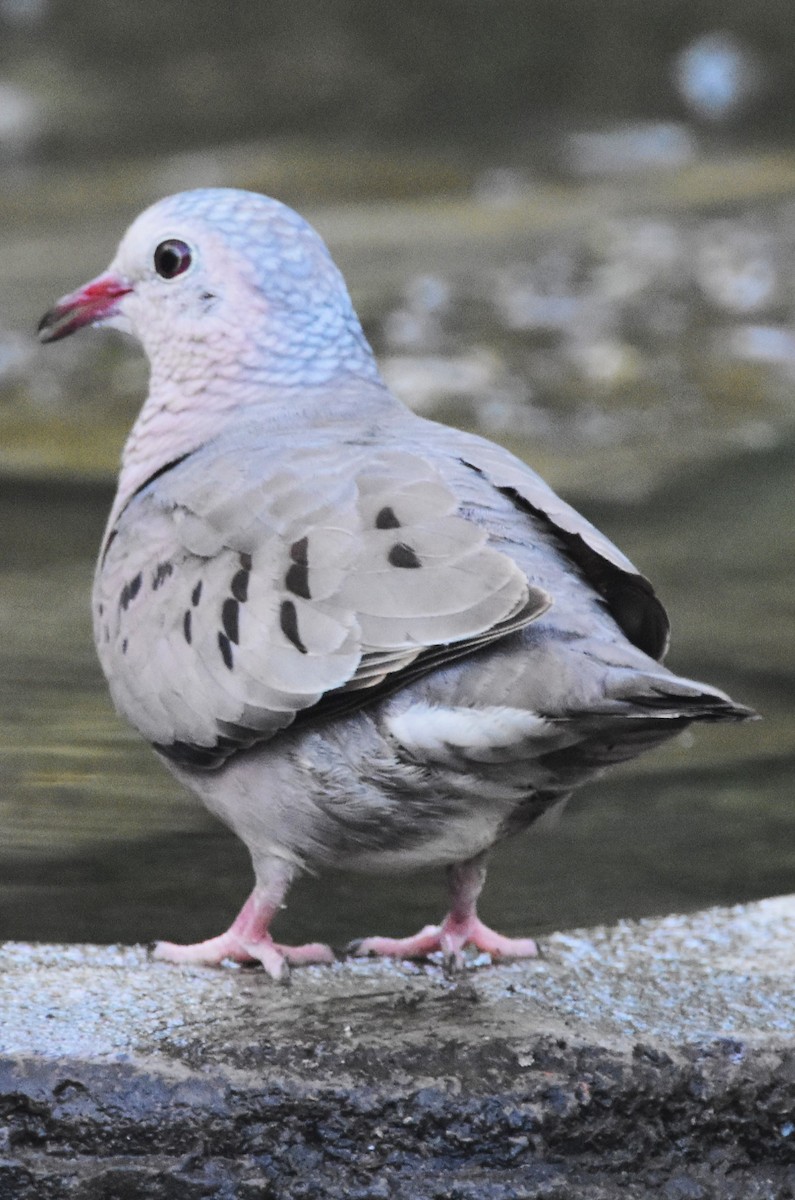 Common Ground Dove - ML617286238
