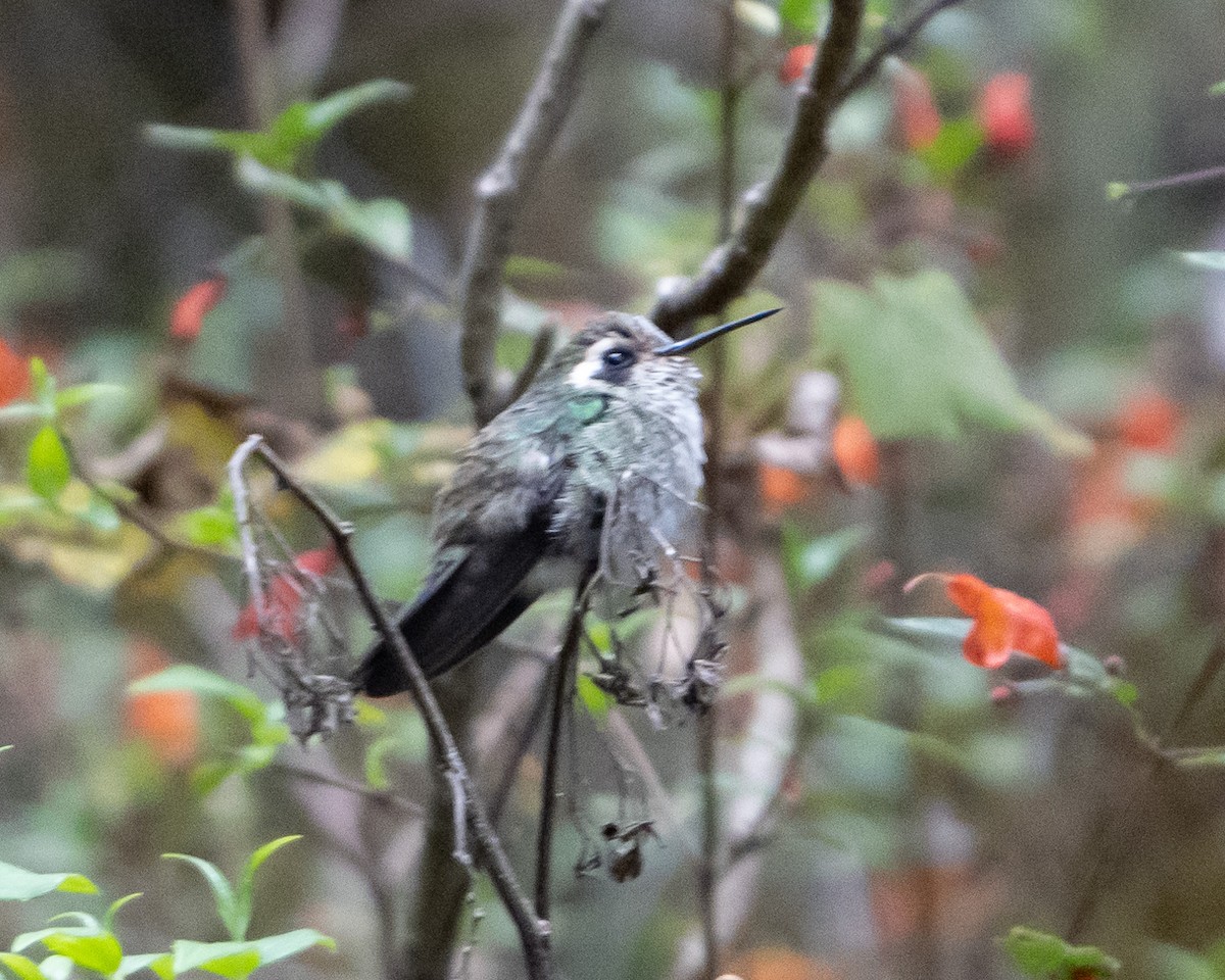 White-eared Hummingbird - ML617286376