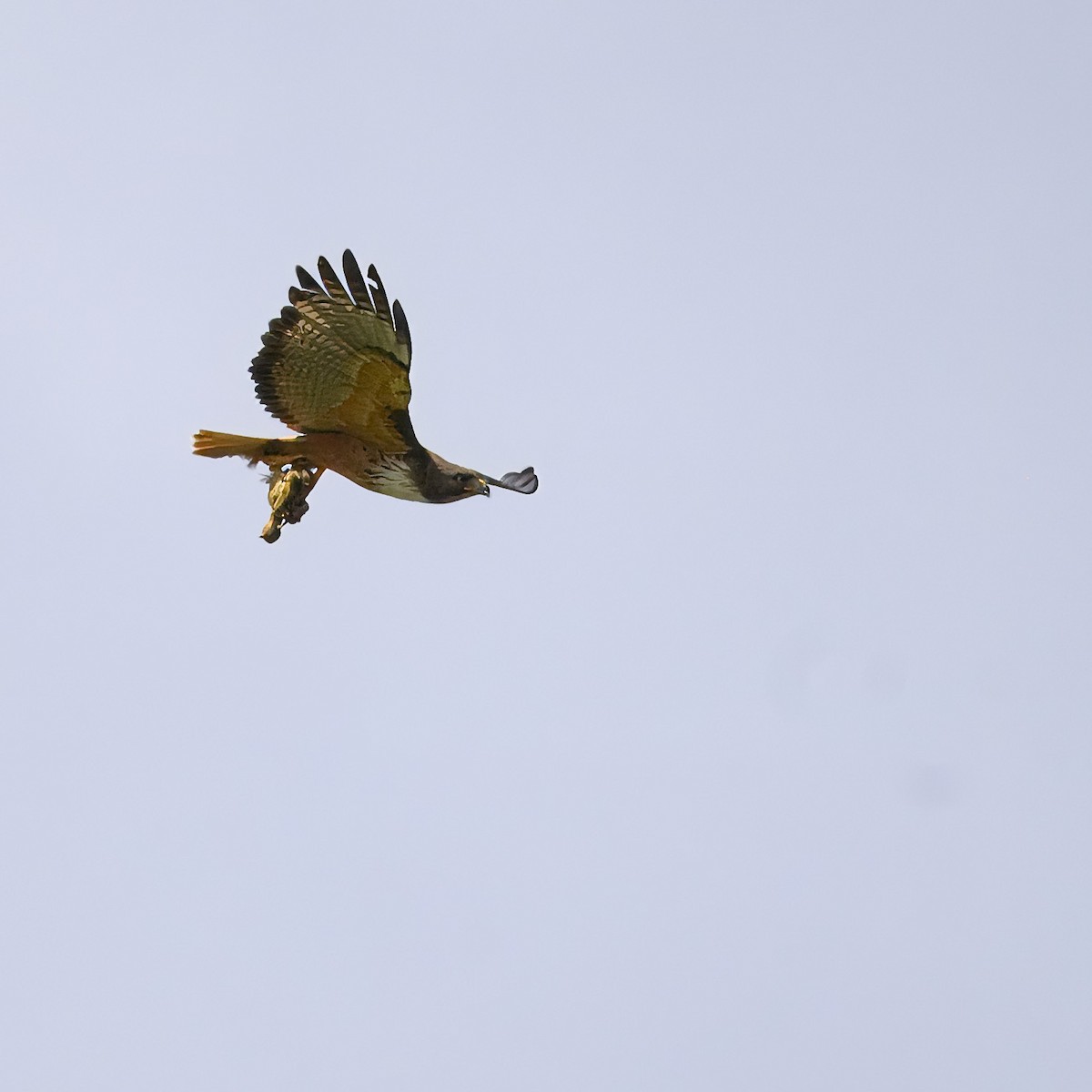 Red-tailed Hawk (costaricensis) - ML617286383