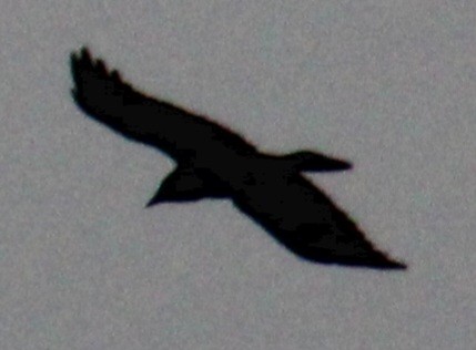 Fish Crow - ML617286394