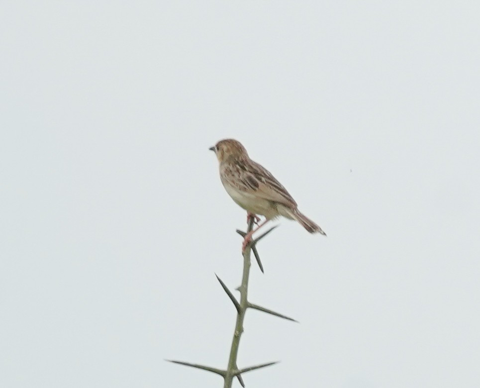 Rattling Cisticola - Kevin Gong