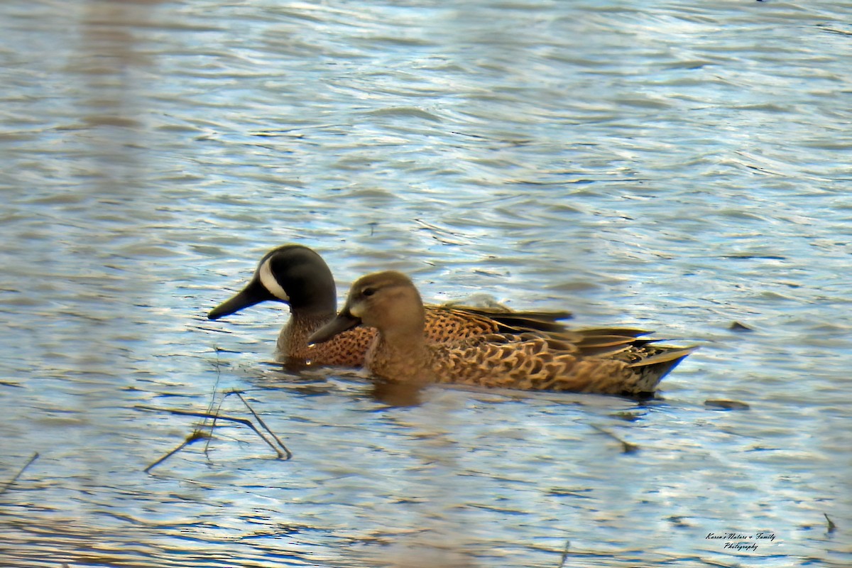 Blue-winged Teal - ML617286561