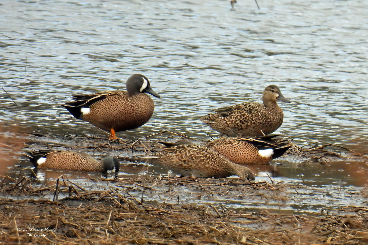 Blue-winged Teal - ML617286562