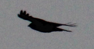 Fish Crow - Samuel Harris