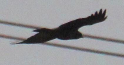 Fish Crow - ML617286582