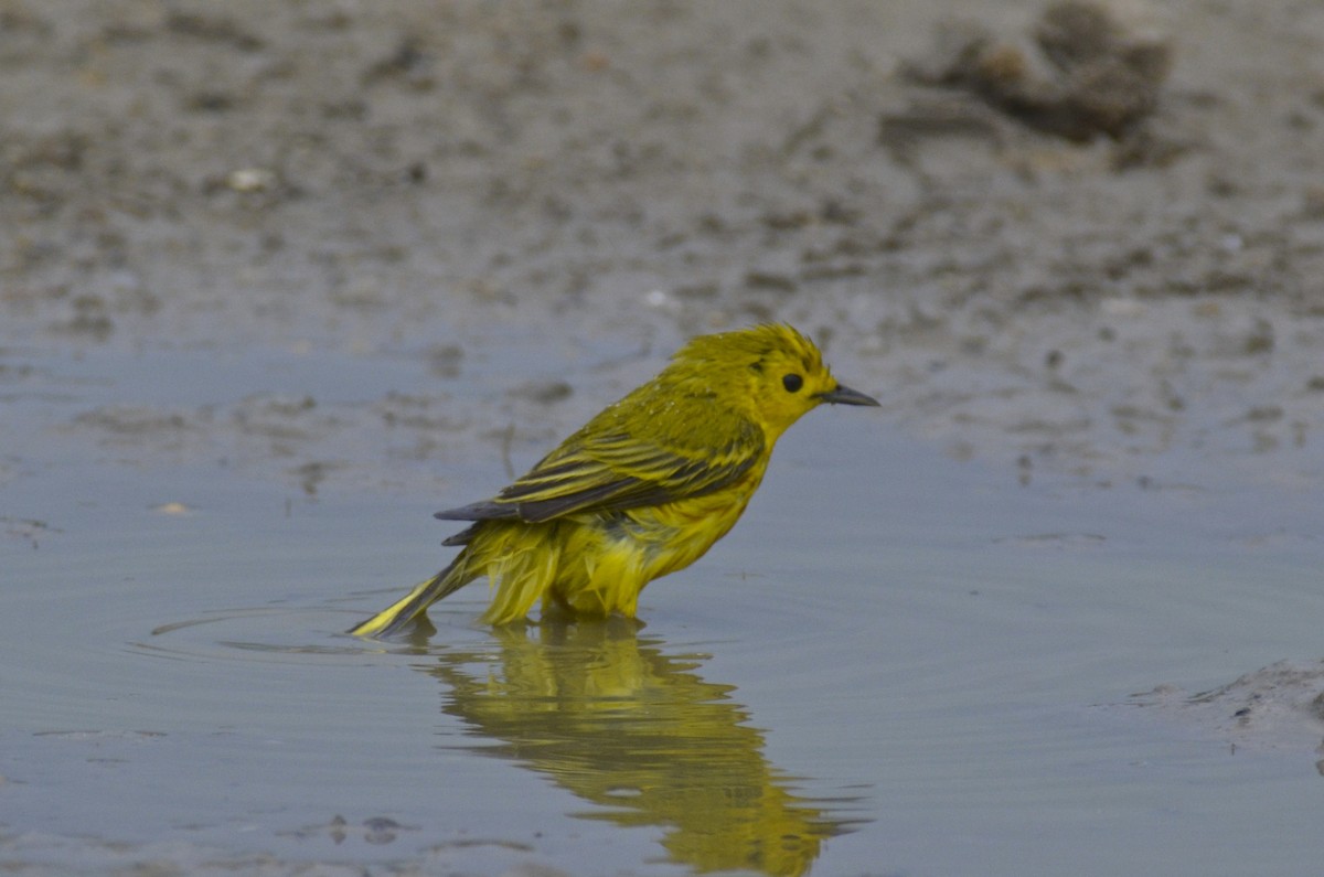 Yellow Warbler - Brian Quindlen