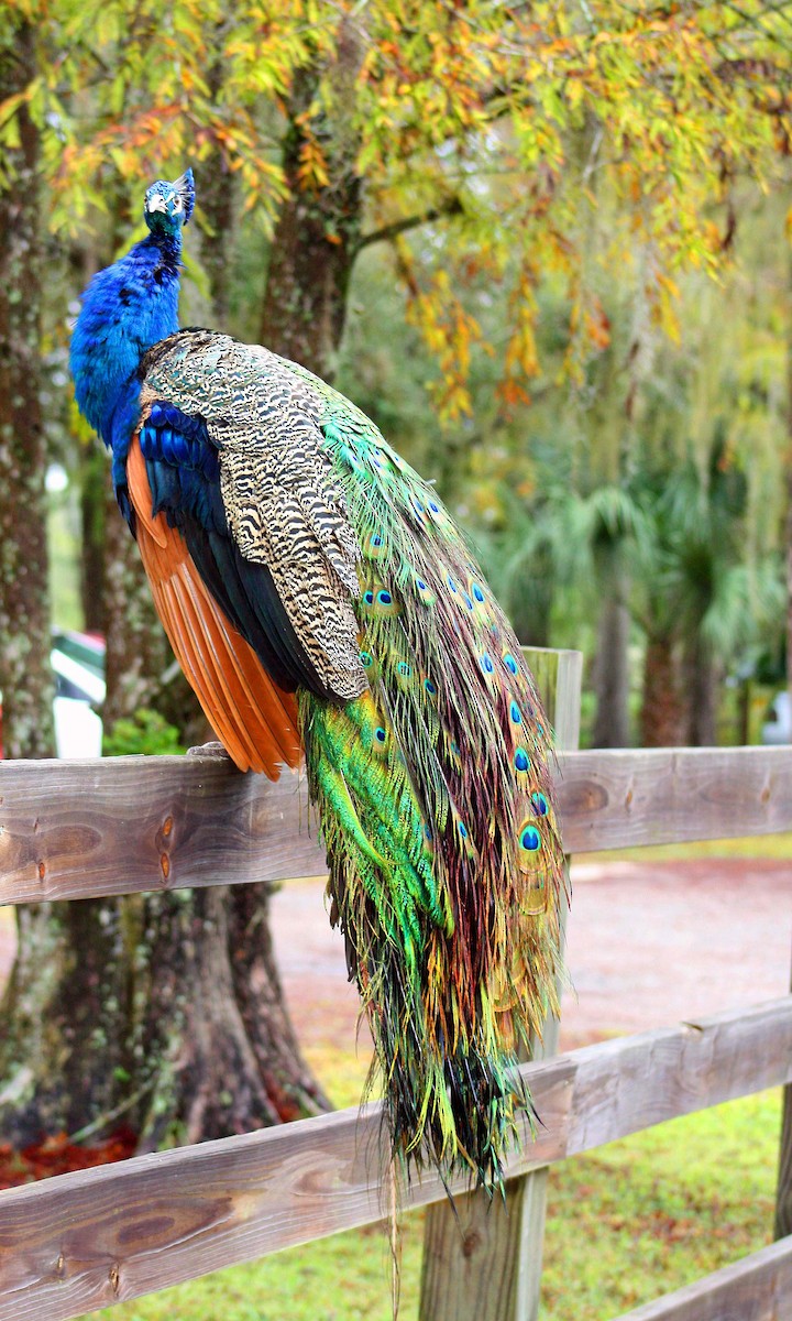 eBird Checklist - 3 Dec 2018 - Boggy Creek Airboat Adventures - 3 species