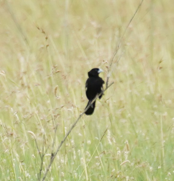 White-winged Widowbird - Kevin Gong