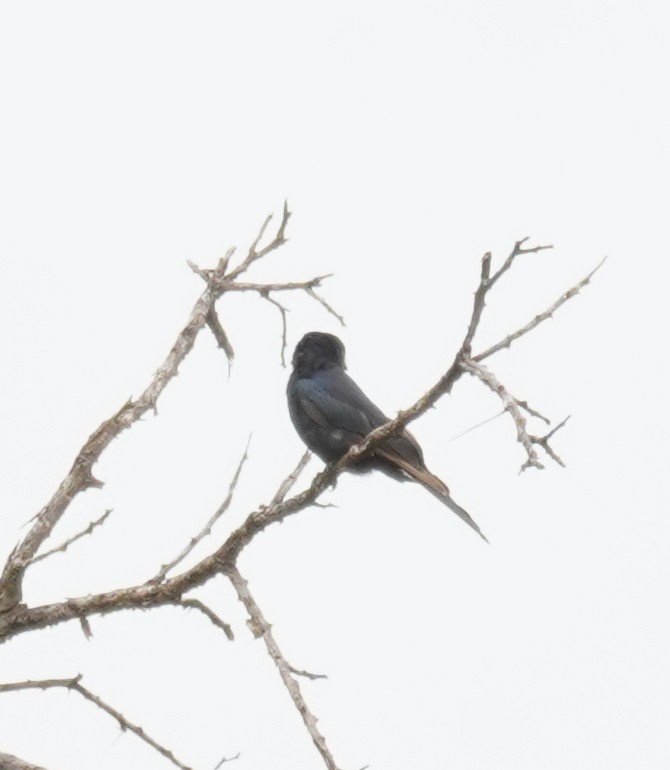 Fork-tailed Drongo - ML617286649