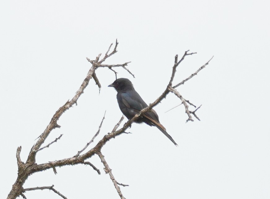 Fork-tailed Drongo - ML617286650