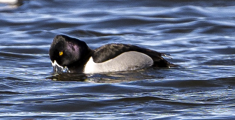 Ring-necked Duck - ML617286947