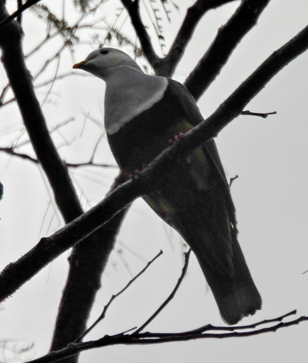 holub černohřbetý - ML617286980