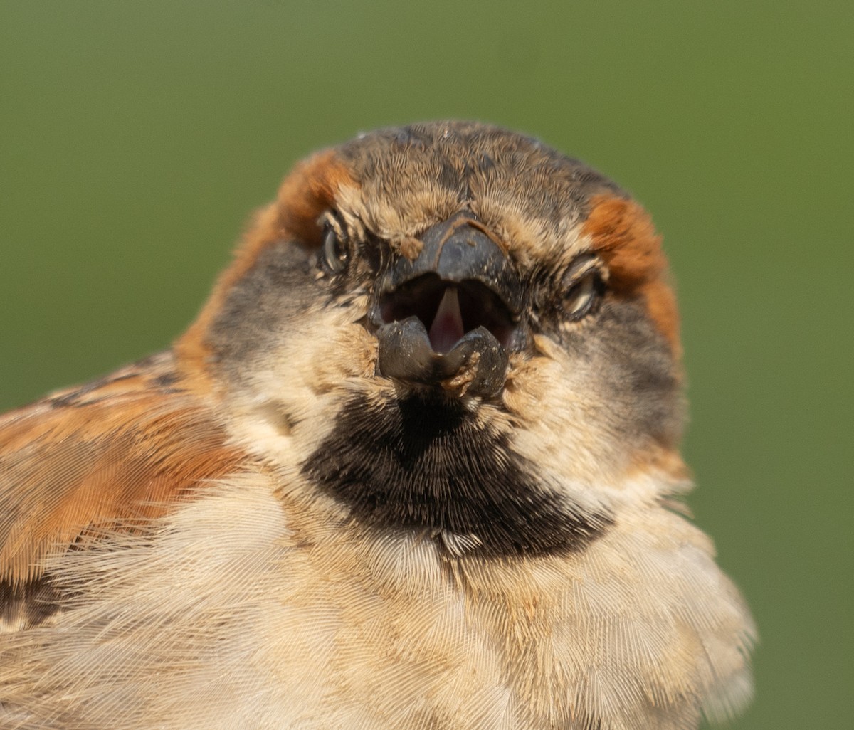 Kenya Rufous Sparrow - ML617286992