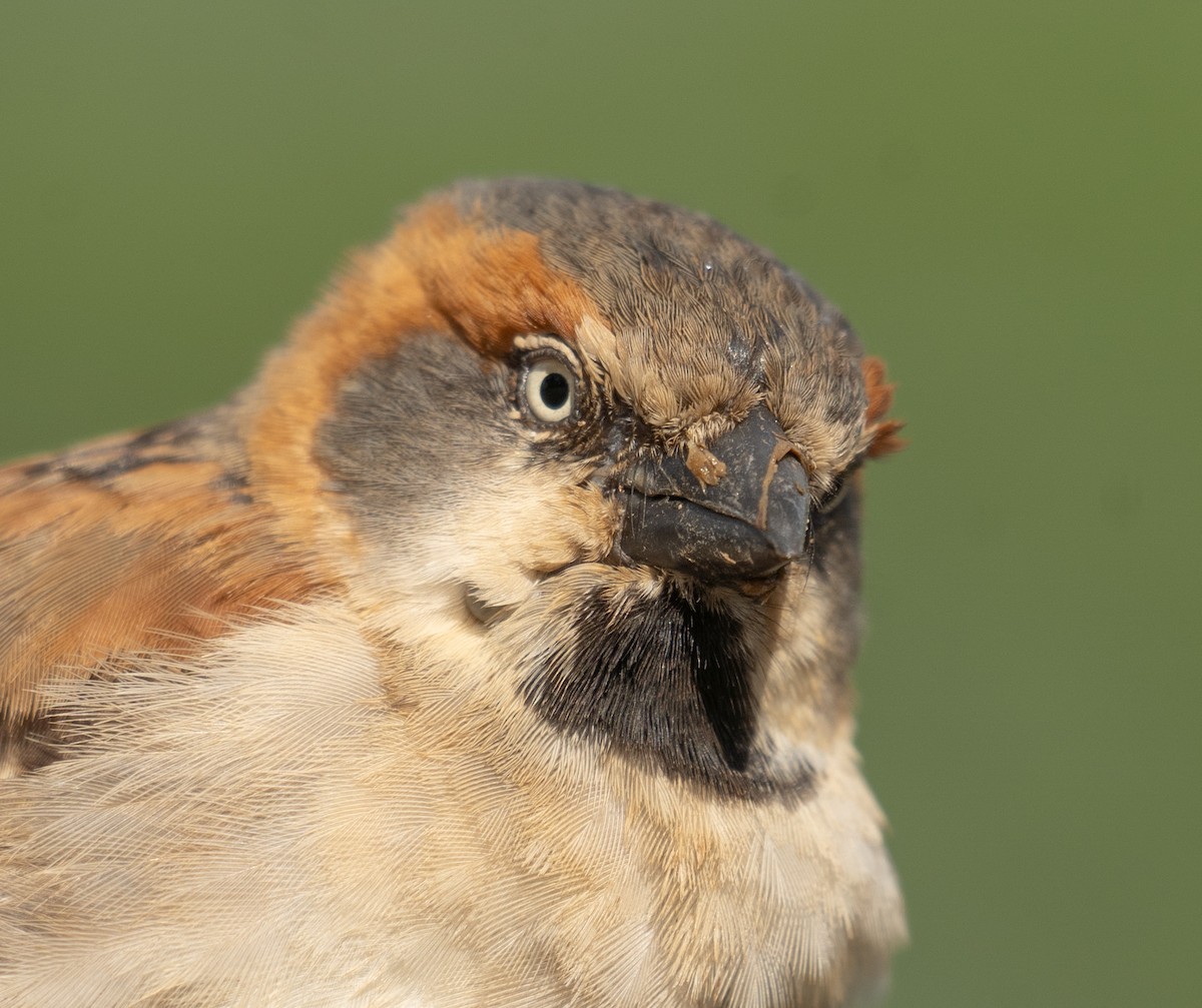 Kenya Rufous Sparrow - ML617286993