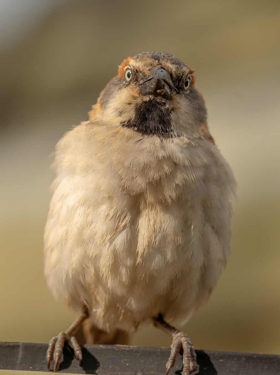 Kenya Rufous Sparrow - ML617286994