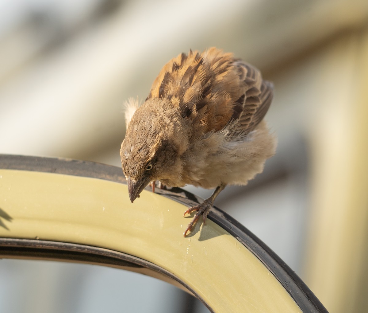 Kenya Rufous Sparrow - ML617286995