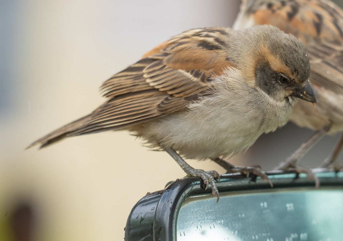 Kenya Rufous Sparrow - ML617286996