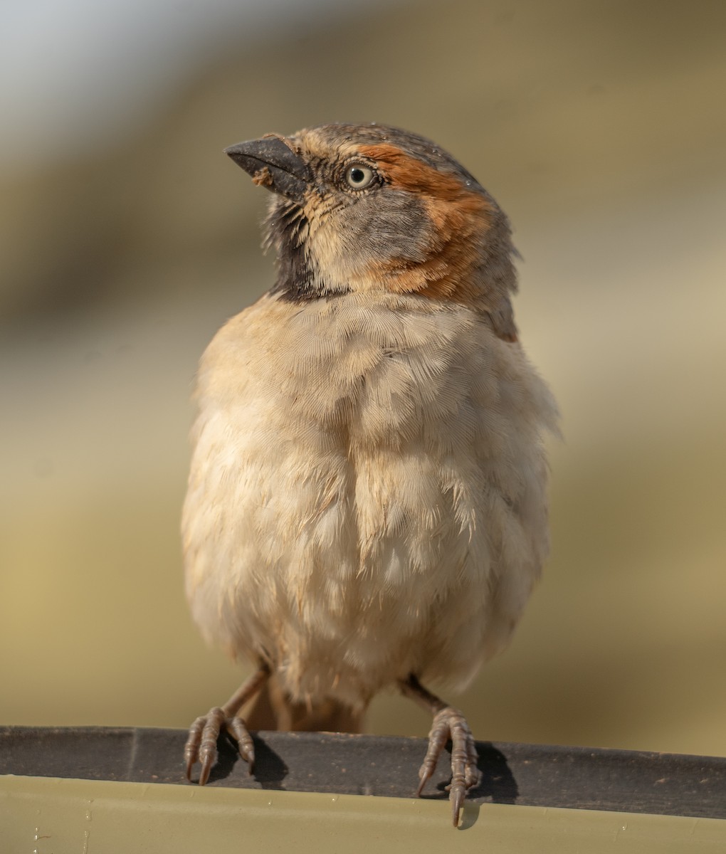 Kenya Rufous Sparrow - ML617286997