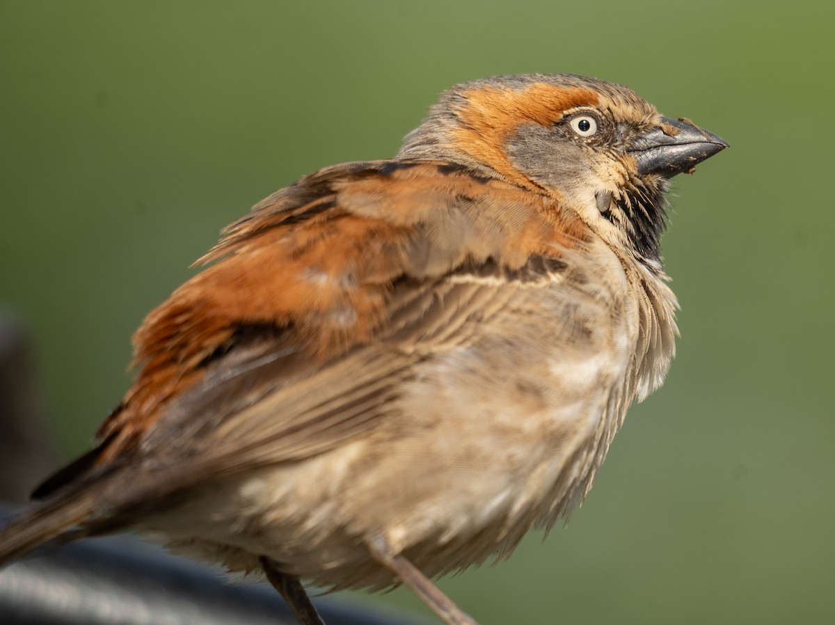 Kenya Rufous Sparrow - ML617286998