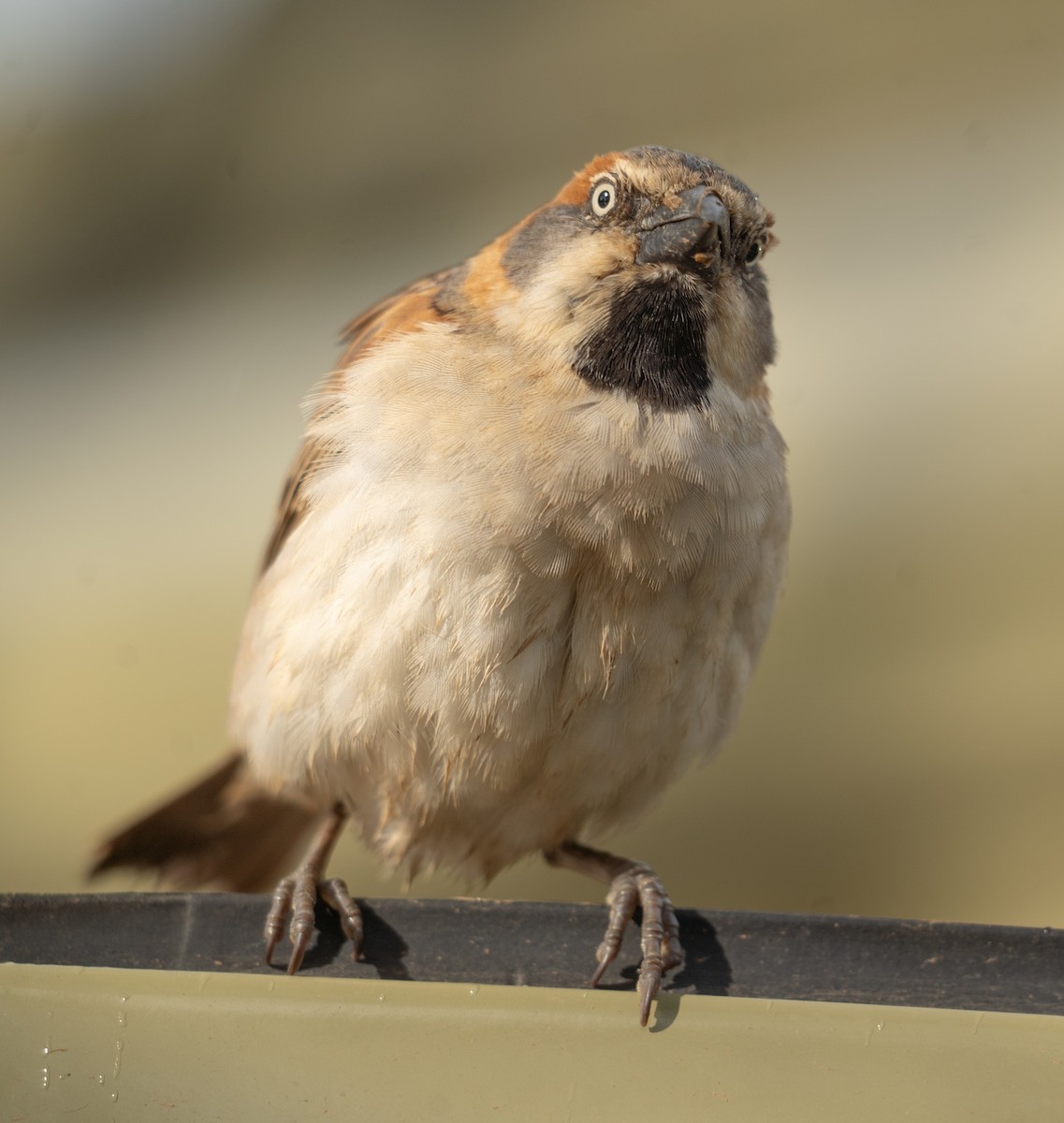 Kenya Rufous Sparrow - ML617287000