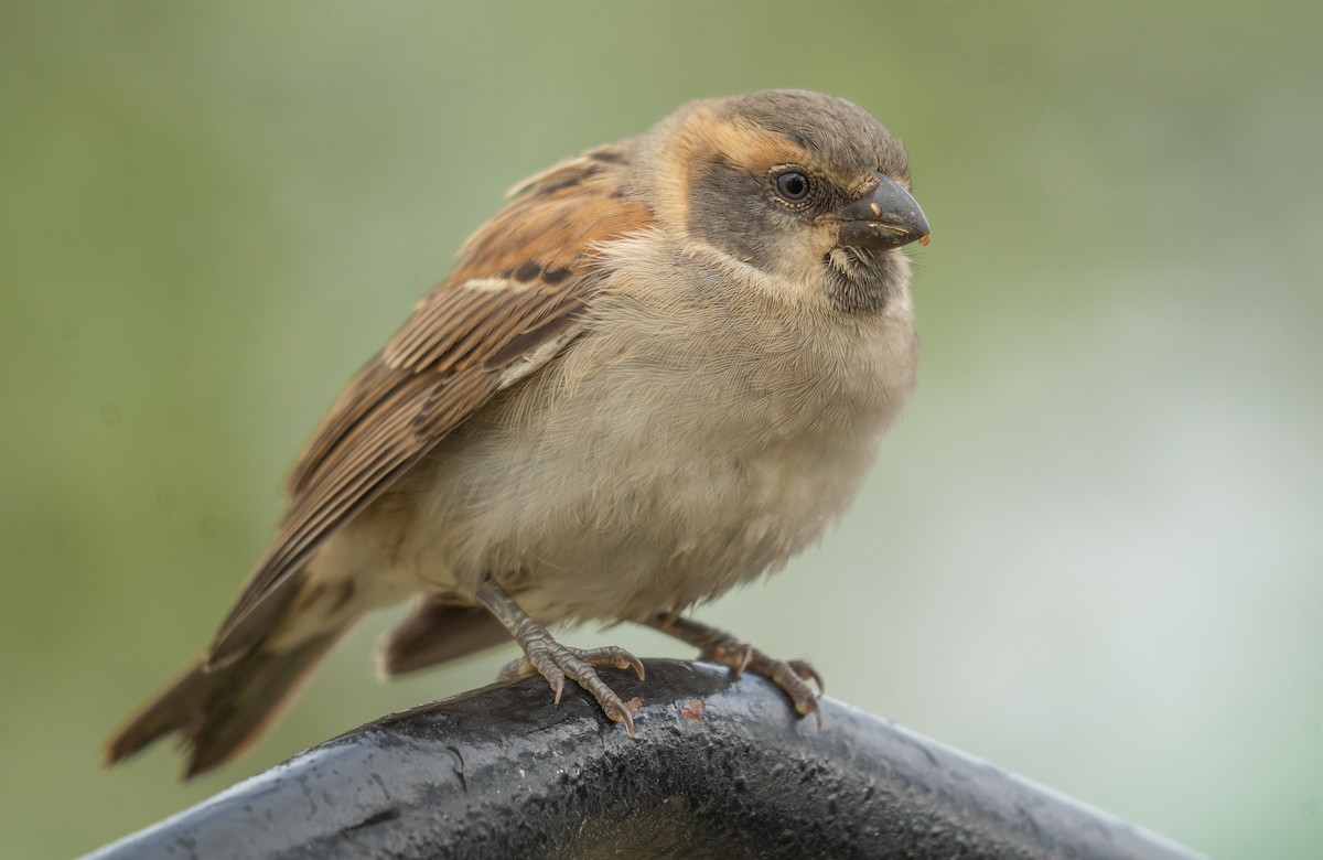 Kenya Rufous Sparrow - ML617287001