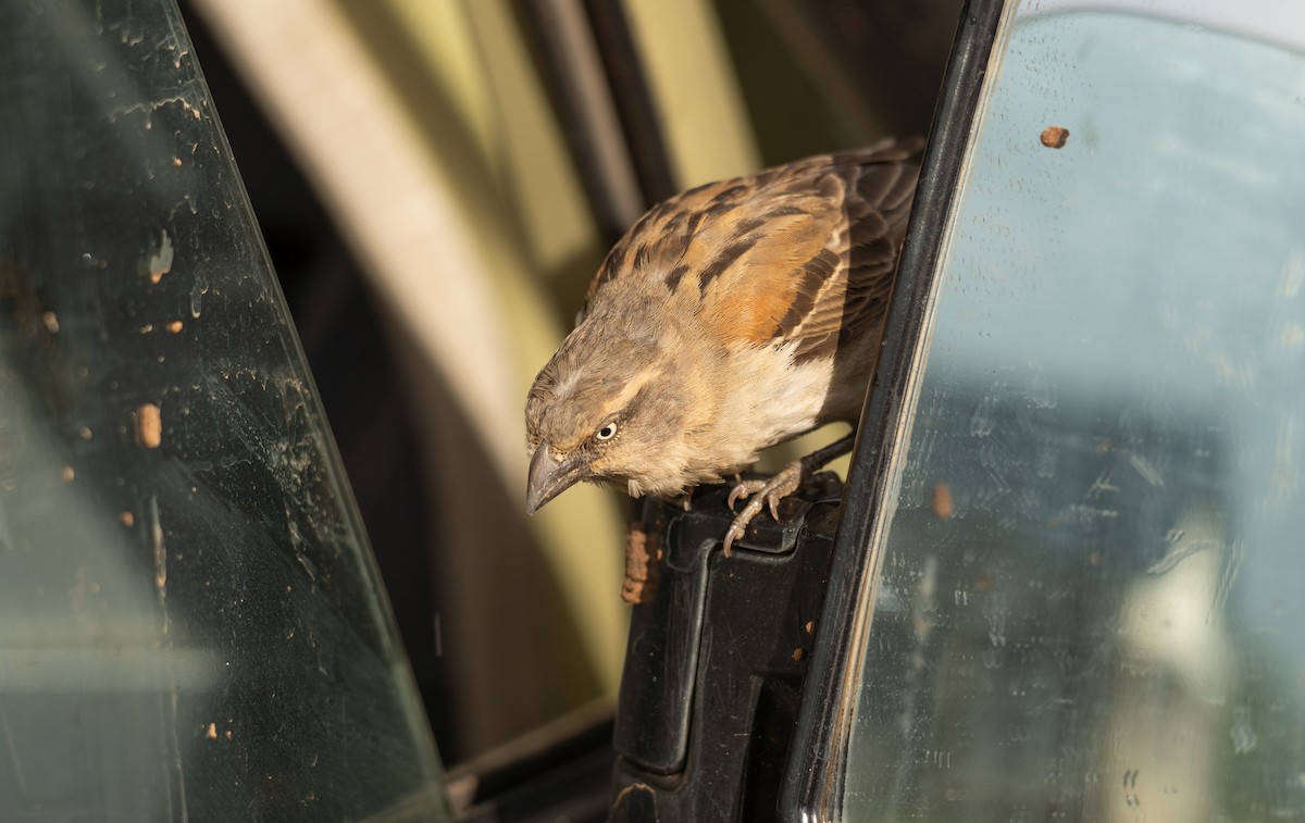 Kenya Rufous Sparrow - ML617287002