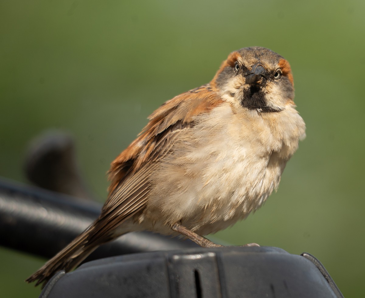Kenya Rufous Sparrow - ML617287003