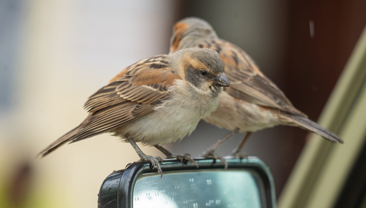 Kenya Rufous Sparrow - Kevin Gong