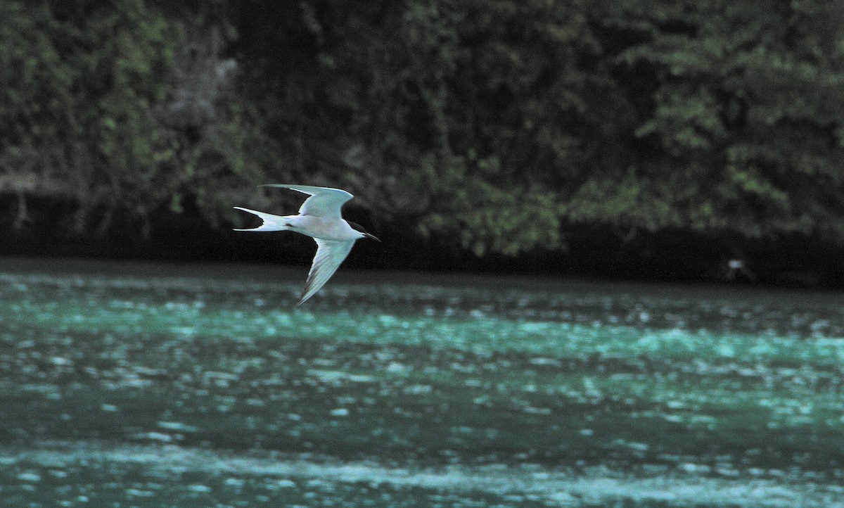 Common Tern - jimmy Yao