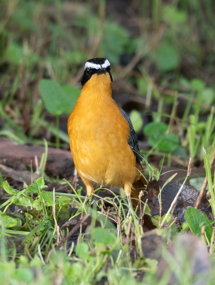 White-browed Robin-Chat - ML617287011