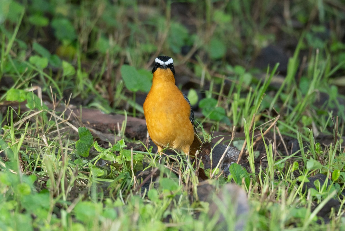 White-browed Robin-Chat - ML617287012