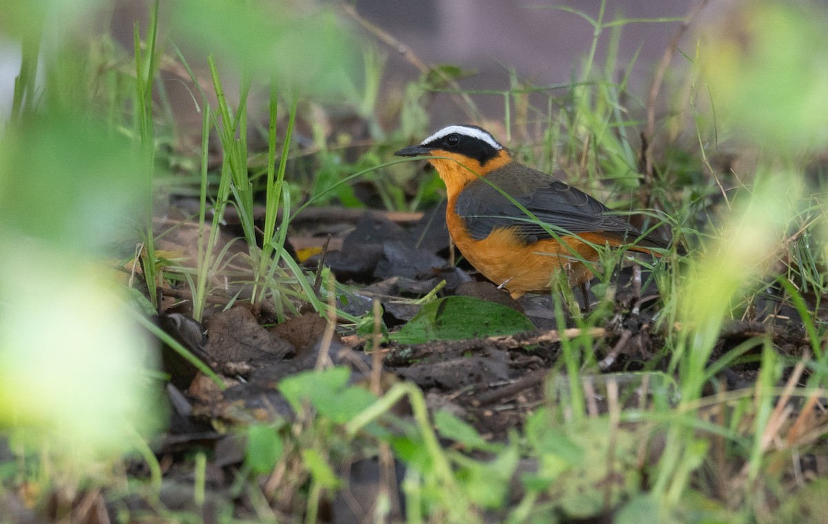 White-browed Robin-Chat - ML617287013