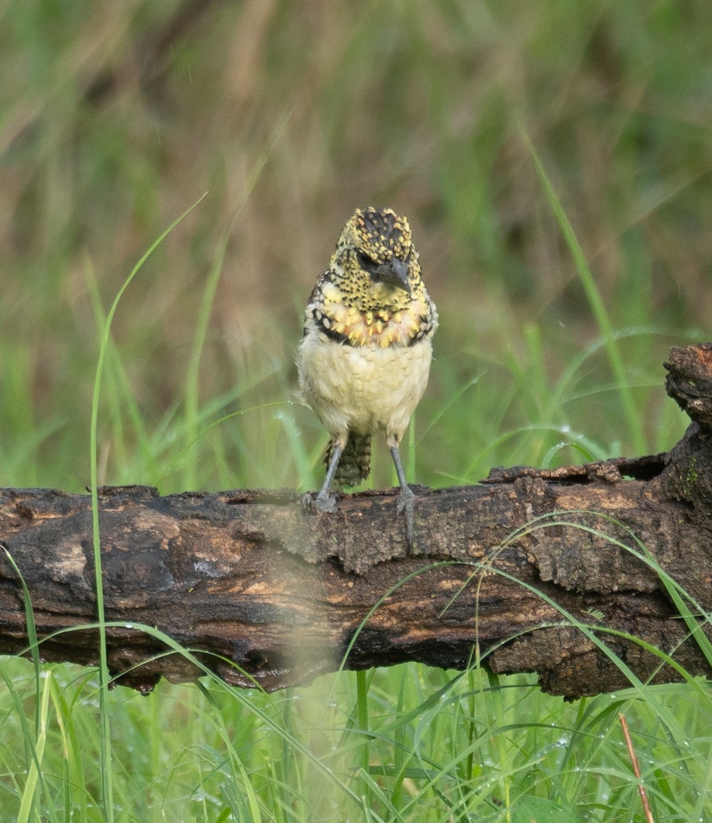D'Arnaud's Barbet - Kevin Gong