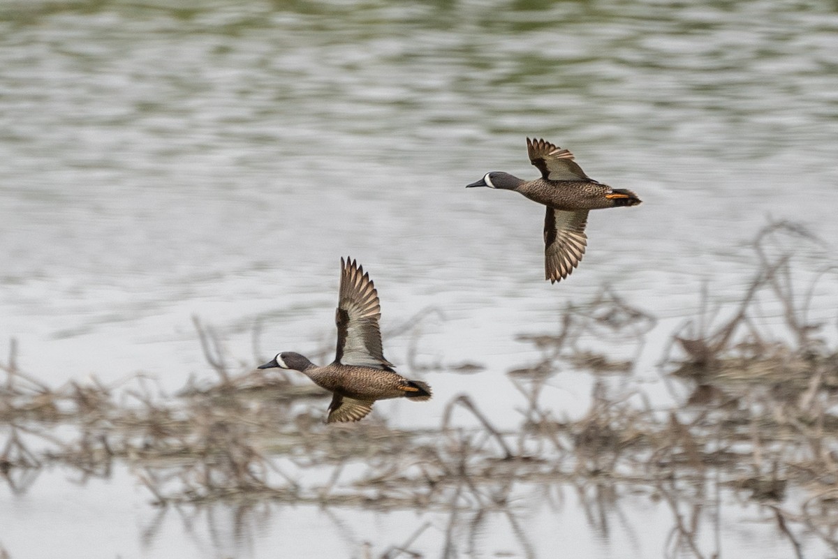 Blue-winged Teal - ML617287019