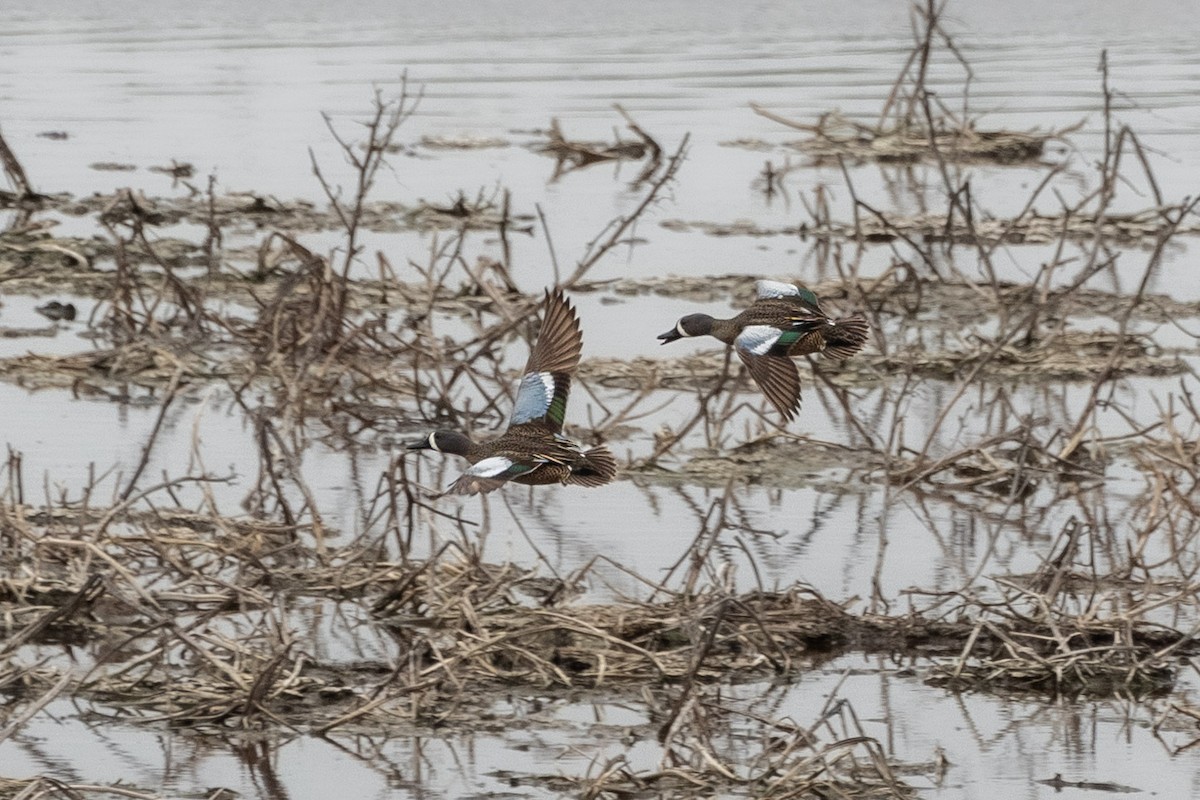 Blue-winged Teal - ML617287025