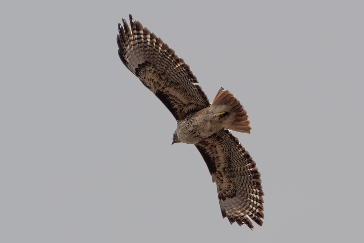 Red-tailed Hawk (calurus/alascensis) - ML617287029