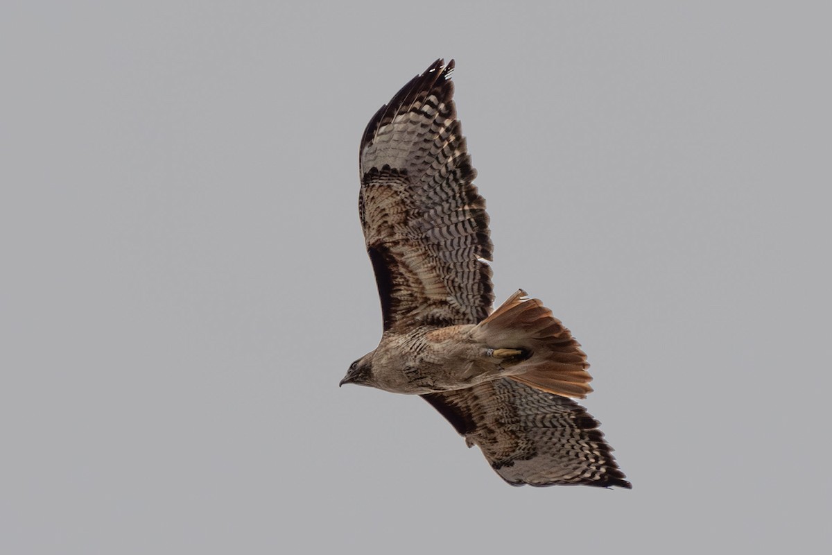 Red-tailed Hawk (calurus/alascensis) - ML617287035