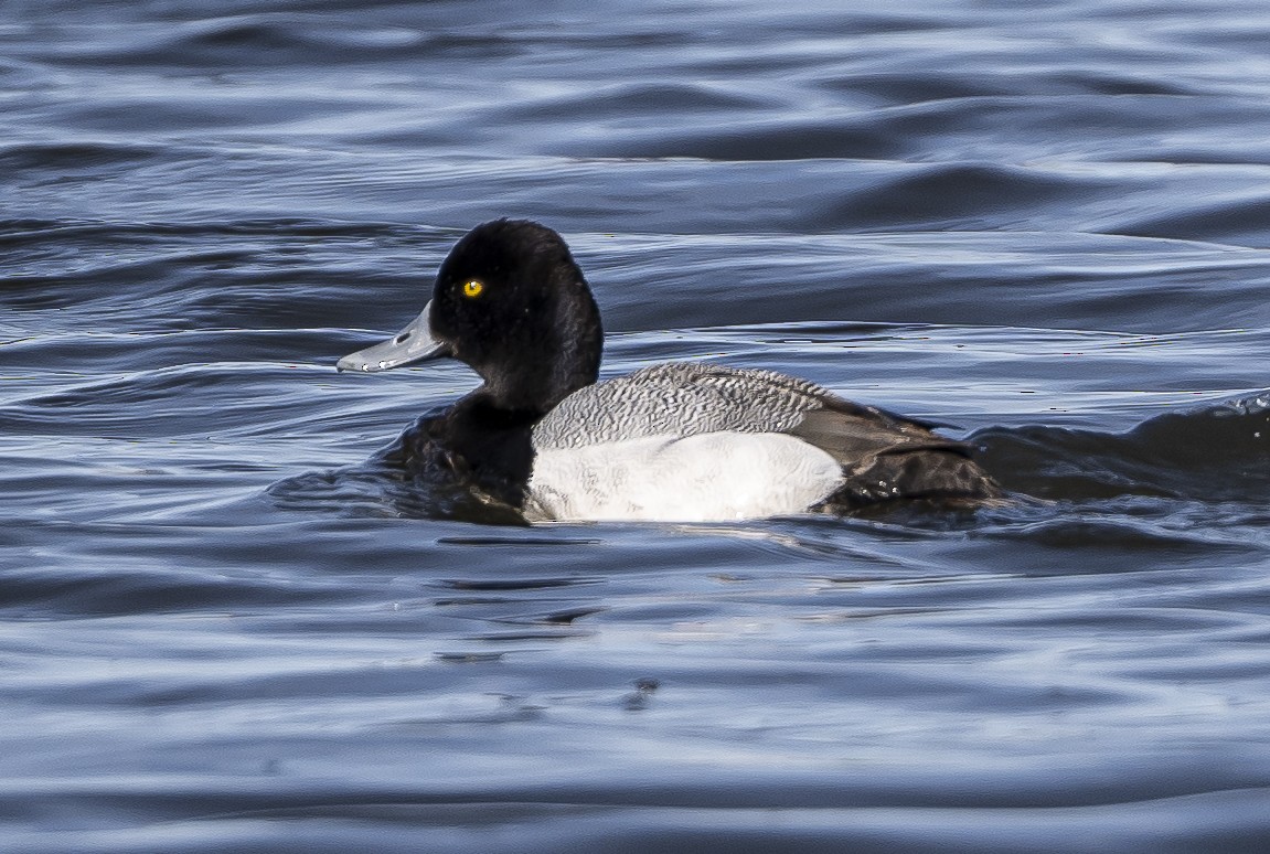 Greater/Lesser Scaup - ML617287047