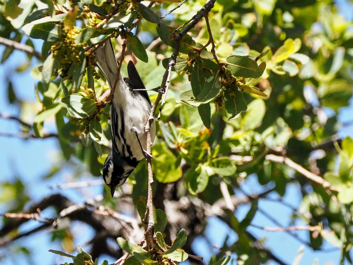 Black-throated Gray Warbler - ML617287091
