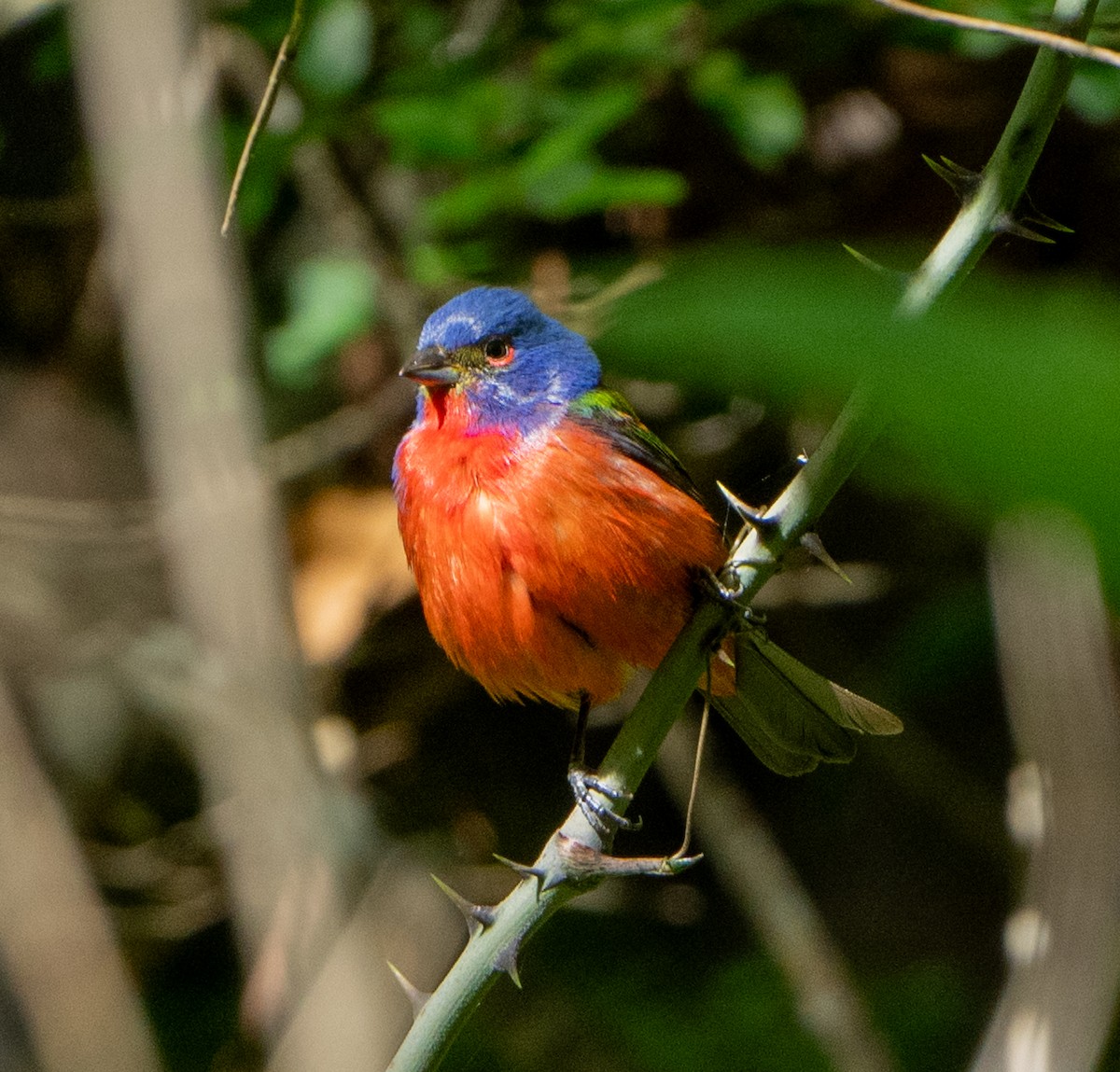 Painted Bunting - ML617287209