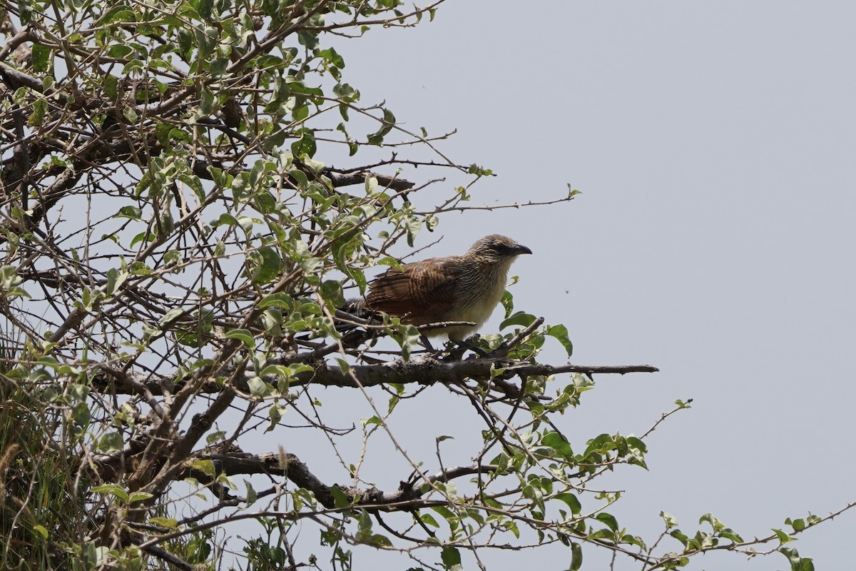 White-browed Coucal - ML617287271