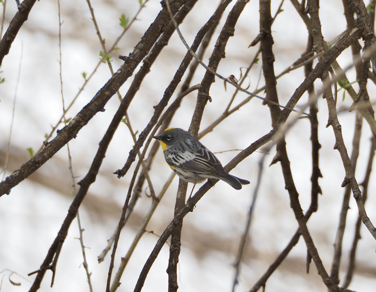 Yellow-rumped Warbler (Audubon's) - Bob Nieman