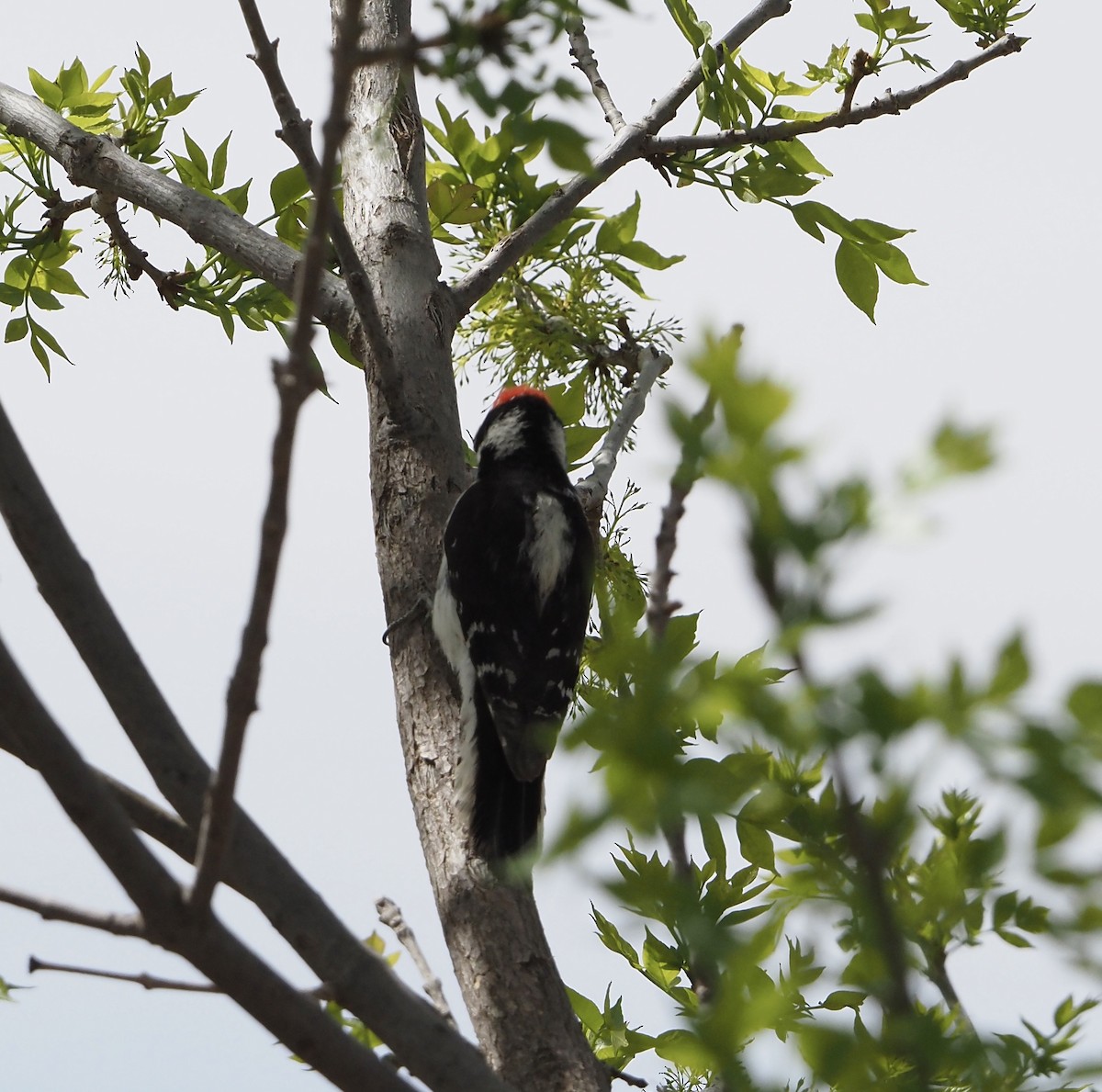 Downy Woodpecker (Rocky Mts.) - Bob Nieman