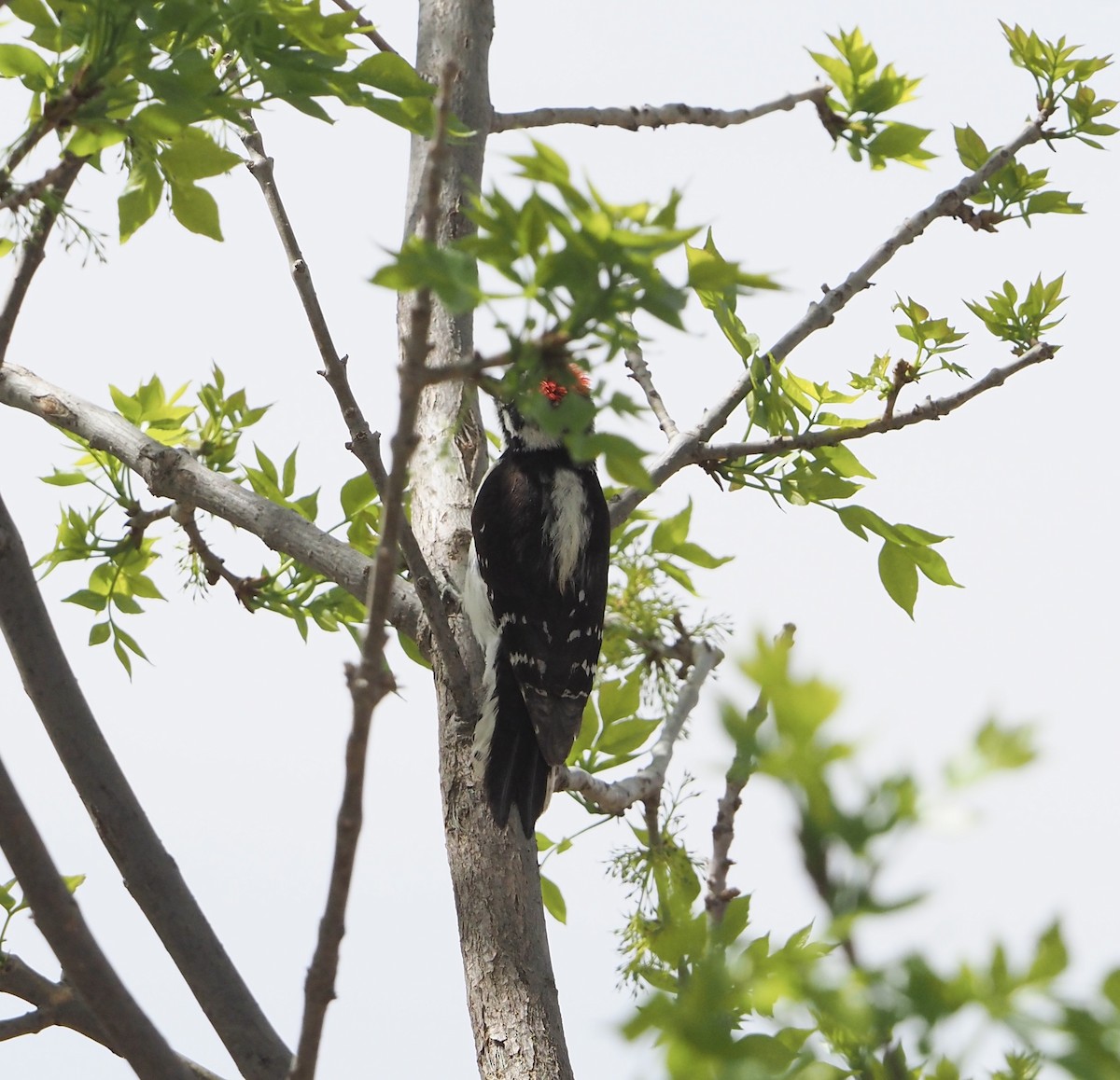Downy Woodpecker (Rocky Mts.) - Bob Nieman