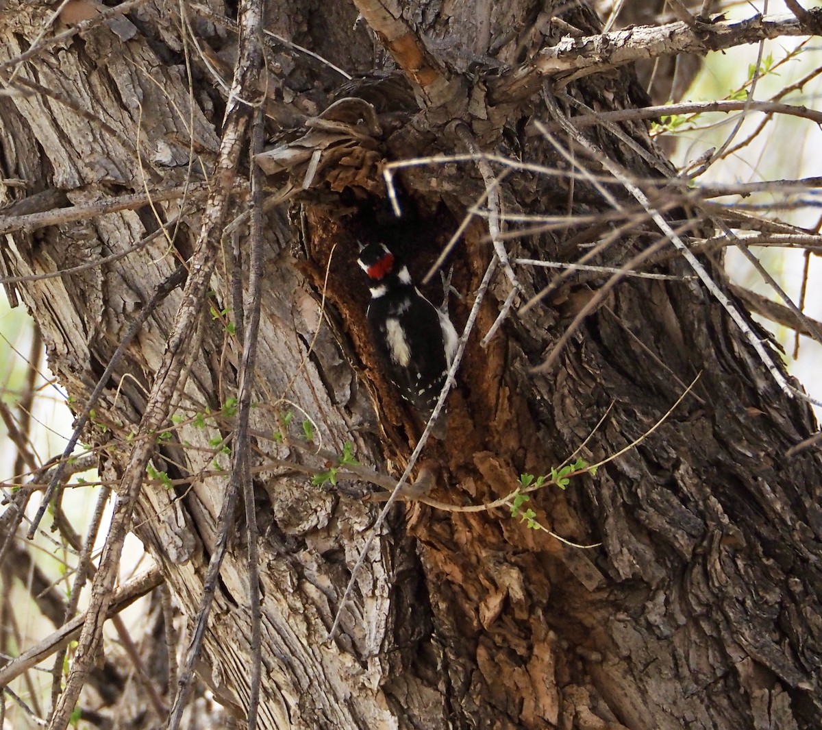 Downy Woodpecker (Rocky Mts.) - ML617287398