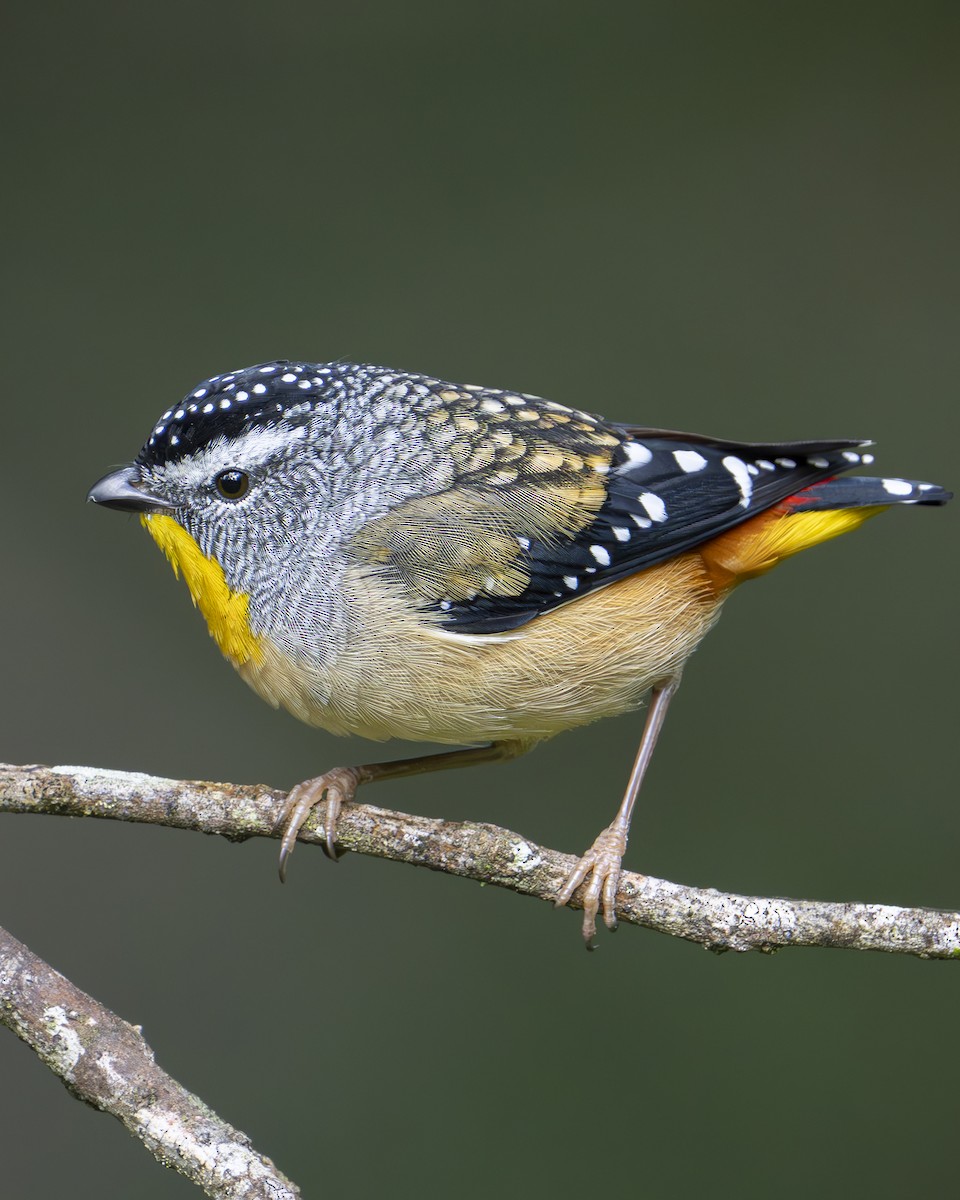 Spotted Pardalote - ML617287429